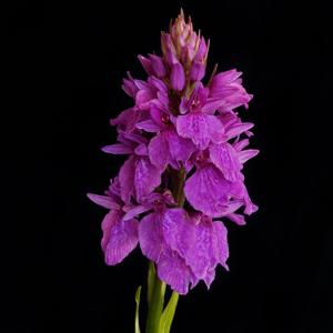 Dactylorhiza foliosa