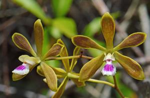 Encyclia tampensis