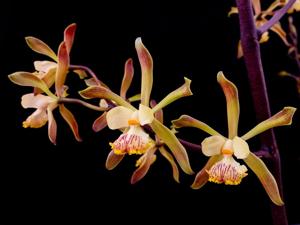 Encyclia alata