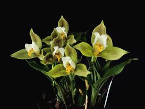 Lycaste deppei