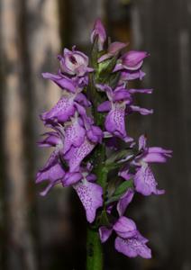 Dactylorhiza praetermissa