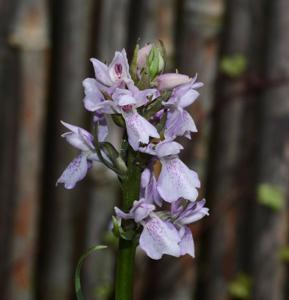 Dactylorhiza praetermissa