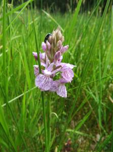 Dactylorhiza maculata