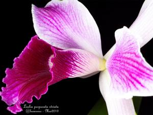 Cattleya purpurata