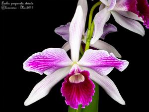 Cattleya purpurata