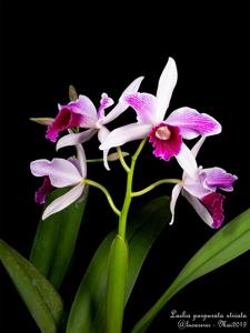 Cattleya purpurata