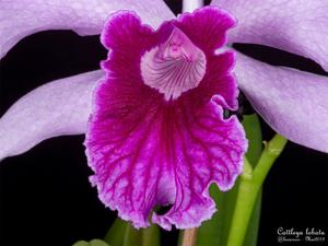 Cattleya lobata