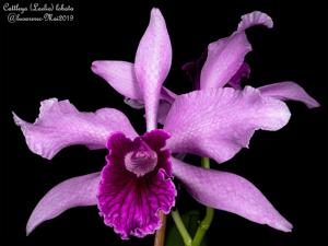 Cattleya lobata