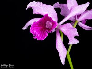 Cattleya lobata