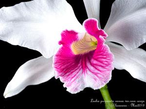 Cattleya purpurata