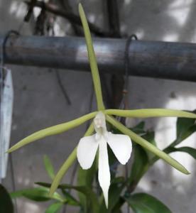 Epidendrum carpophorum