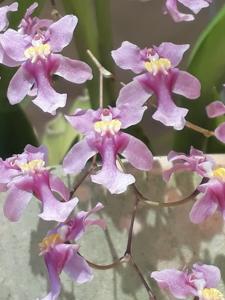 Oncidium sotoanum