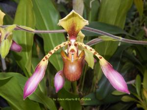 Paphiopedilum lowii