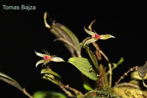 Lepanthes hexapus