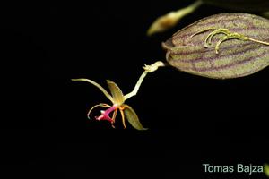 Lepanthes hexapus