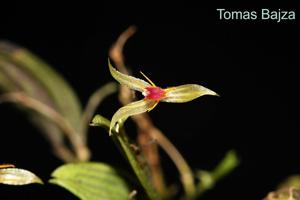 Lepanthes hexapus