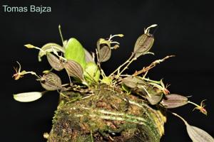 Lepanthes hexapus