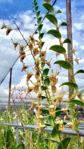 Dendrobium stockelbuschii