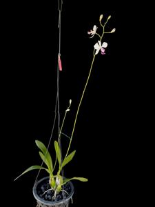 Encyclia dichroma