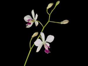 Encyclia dichroma