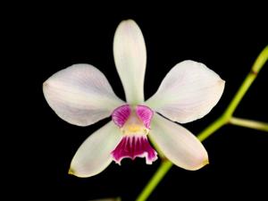 Encyclia dichroma