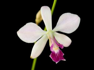 Encyclia dichroma