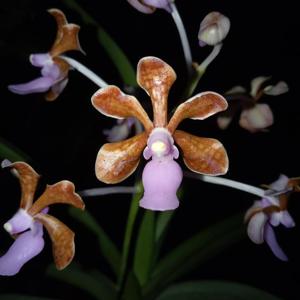 Vanda perplexa