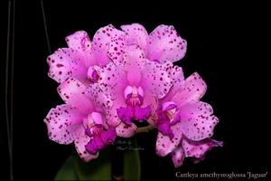 Cattleya amethystoglossa