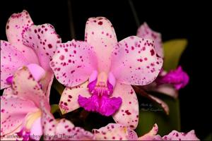 Cattleya amethystoglossa