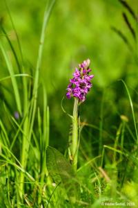 Dactylorhiza lapponica