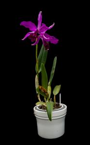 Cattleya lawrenceana