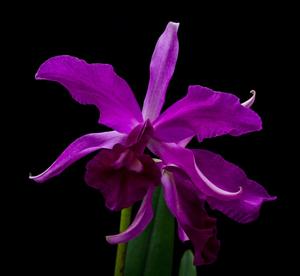 Cattleya lawrenceana