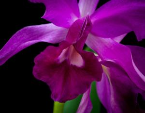 Cattleya lawrenceana