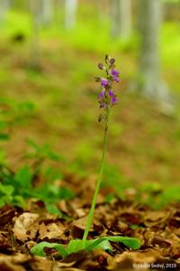 Orchis spitzelii