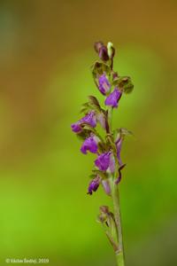 Orchis spitzelii