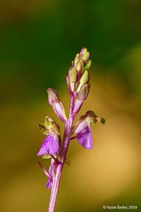 Orchis spitzelii