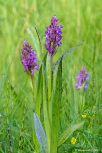 Dactylorhiza incarnata subsp. cruenta