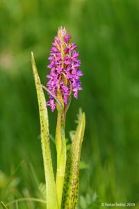 Dactylorhiza incarnata subsp. cruenta