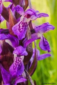 Dactylorhiza incarnata subsp. cruenta