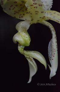 Stanhopea costaricensis