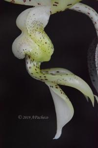 Stanhopea costaricensis