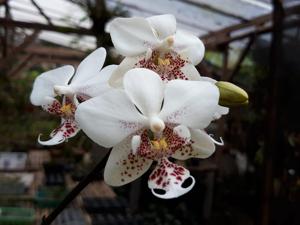 Phalaenopsis stuartiana