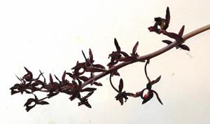 Mormodes warszewiczii