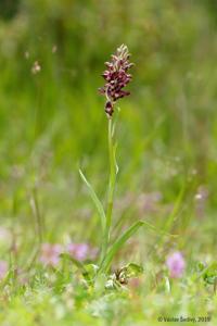 Anacamptis coriophora