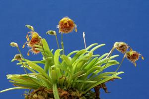 Diodonopsis erinacea