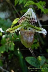 Paphiopedilum hennisianum