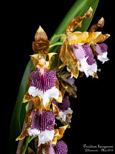 Oncidium harryanum