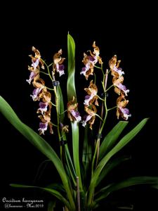 Oncidium harryanum