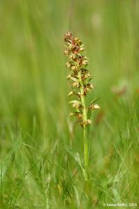 Dactylorhiza viridis