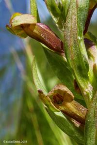 Dactylorhiza viridis